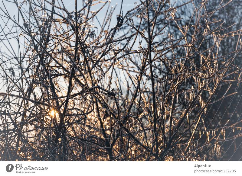 The frozen thorn bush Frozen Ice Icicle Winter Frost Exterior shot Freeze Colour photo Cold Ice crystal chill Winter's day Winter mood Close-up winter Deserted
