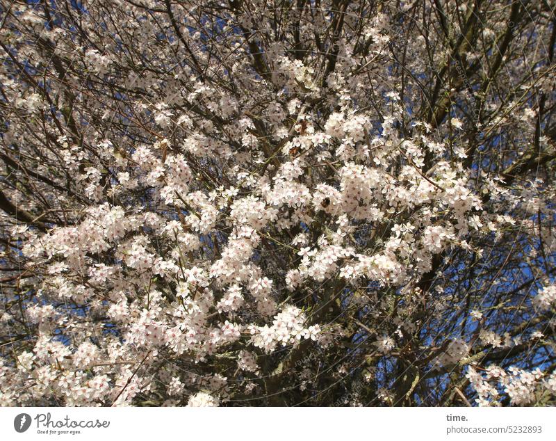 everything must go Hawthorn Blossom blossom Tree branches Spring spring twigs Growth wax luscious Nature Environment flora