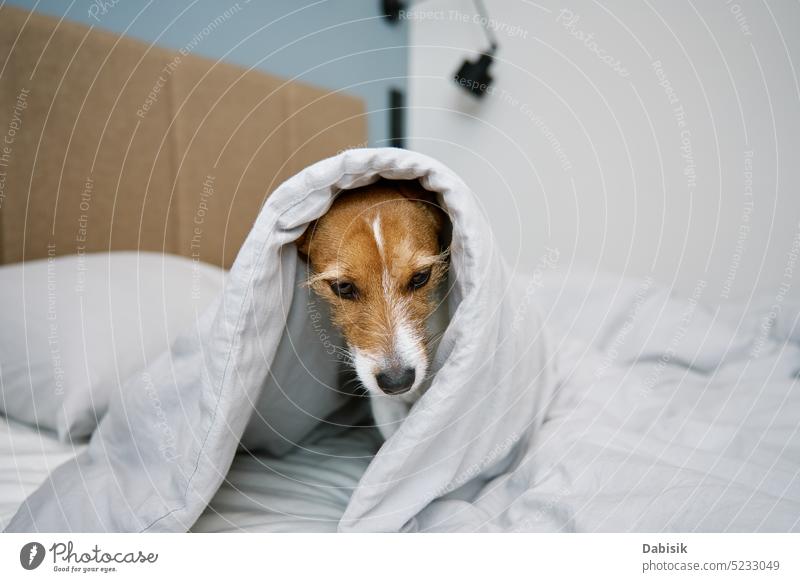 Cute dog in bedroom. Pet under blanket in bed portrait cute pet animal lonely purebred funny adorable interior jack russell terrier looking living room