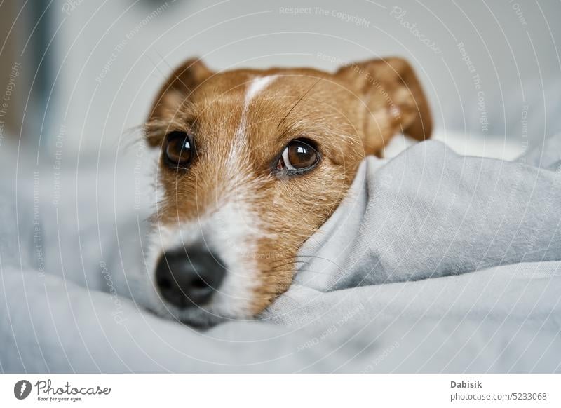 Close up shot of cute dog sleeping in bed. bedroom pet animal lying lonely sad adorable tired background blanket home bored white face portrait funny eyes