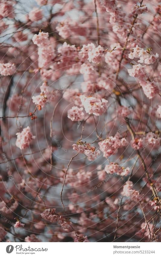 cherry blossoms Pink Cherry blossom Spring Blossom Nature Cherry tree White Tree Blossoming Beautiful weather Fragrance Colour photo Plant Exterior shot