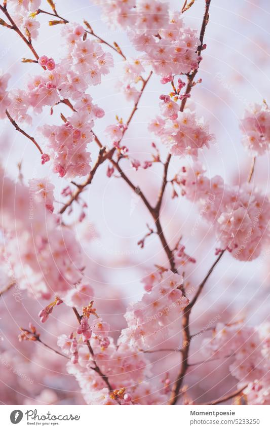 cherry blossoms Spring day Blossoming fragility heyday Tree Outdoors romantic idyllically delicate blossoms Japan Blossom leave Harmonious naturally Nature