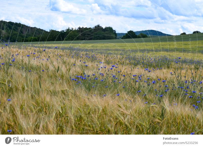 Grain field with lots of cornflowers and forest in the background Asteraceae Landscape Flower Industry Harvest Wild Blossom Blue Food Agricultural