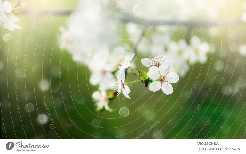 Beautiful springtime nature background with white cherry blossom at green background with bokeh. Outdoor beautiful outdoor scenic seasonal park branch floral