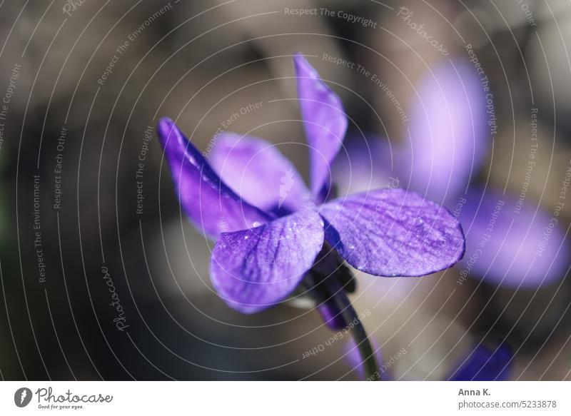 Purple messenger of spring...delicate march violet in sunlight March Violet herald of spring Violet plants Violaceae purple Purple flowers purple blossom