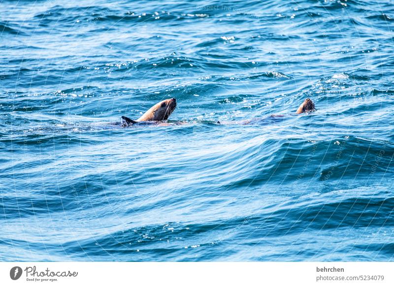 at home in the sea sea lions Fantastic Trip Vacation & Travel Wanderlust Vancouver Island Colour photo Adventure Freedom Canada North America British Columbia