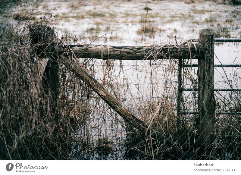 Old wooden pasture gate in front of marshy meadow Goal Willow tree Wood Fence Marsh Meadow flow Water Deluge Nature Bog Grass somber rainy Access Opening