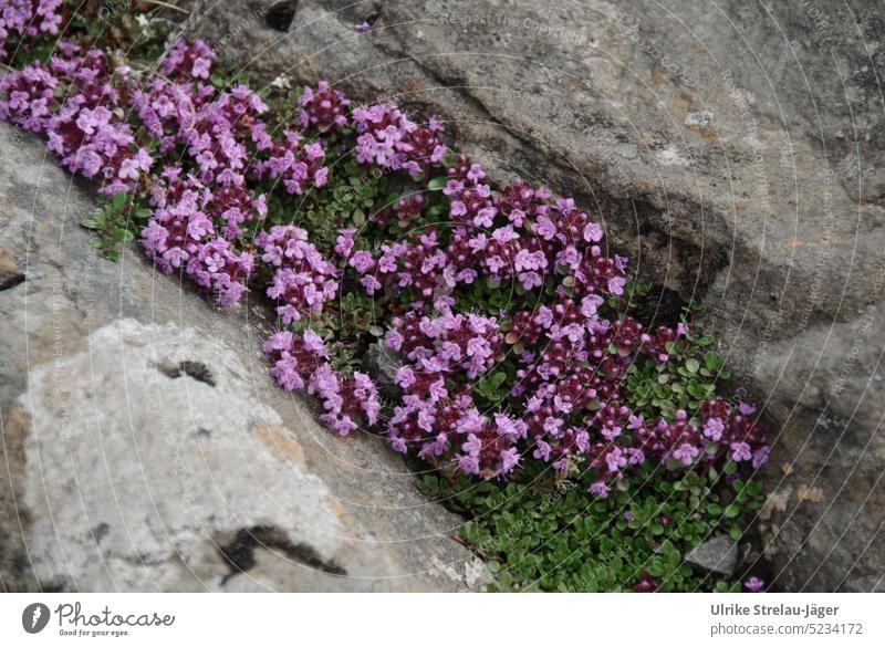 pink flower pads | survivor in a crevice in the rock blossoms Cushion flowers Flower cushion Pink Blossom Plant Fissure Survive harsh harsh environment