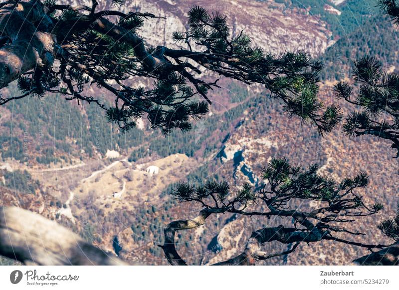 Pine branches in front of the view of the depths, valley in the foothills of the Pyrenees, pines twigs pine branches Looking Valley Spain Catalonia