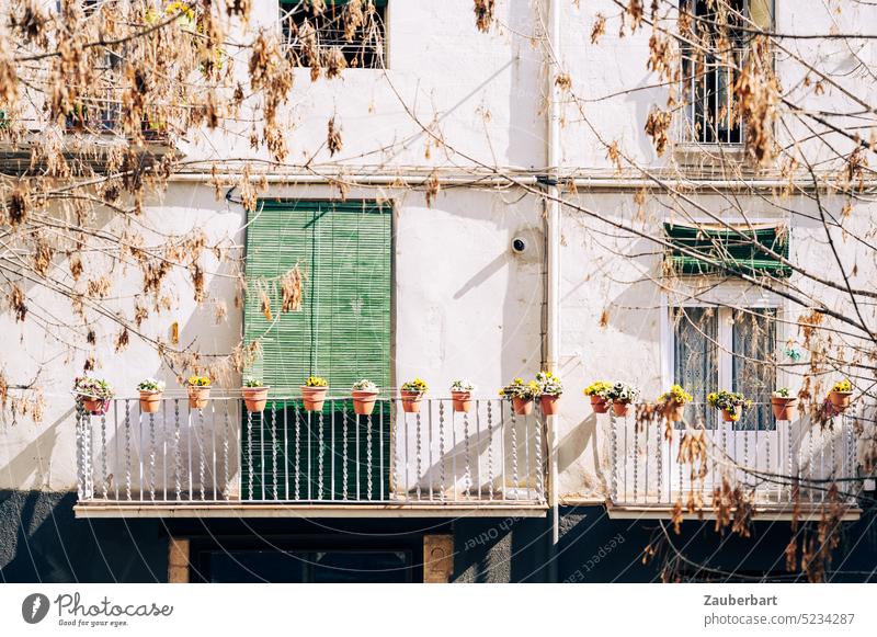 House facade in Catalonia, balcony with flower pots, green door and window, spring sunshine Facade House (Residential Structure) Balcony flowerpots Spring Sun