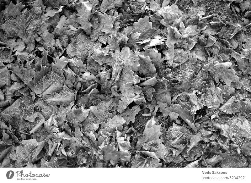 Black and white image of frozen leaves on the ground in autumn. abstract art backdrop background beach black blue clear closeup cold color cool crystals dark