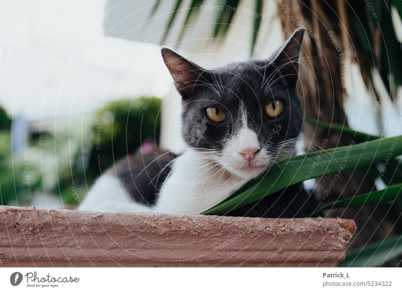A black, white cat looking out of the picture on the right while lying on a wall. Cat Palm tree Wall (barrier) Leaf Green eyes Looking Pelt Nature Animal