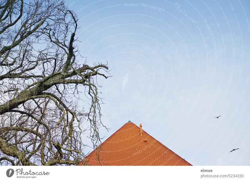 Tile roof in cone shape next to tall gnarled bare tree and two birds in flight Tiled roof Roofing tile Tree Bleak Cone shape Red Blog Building