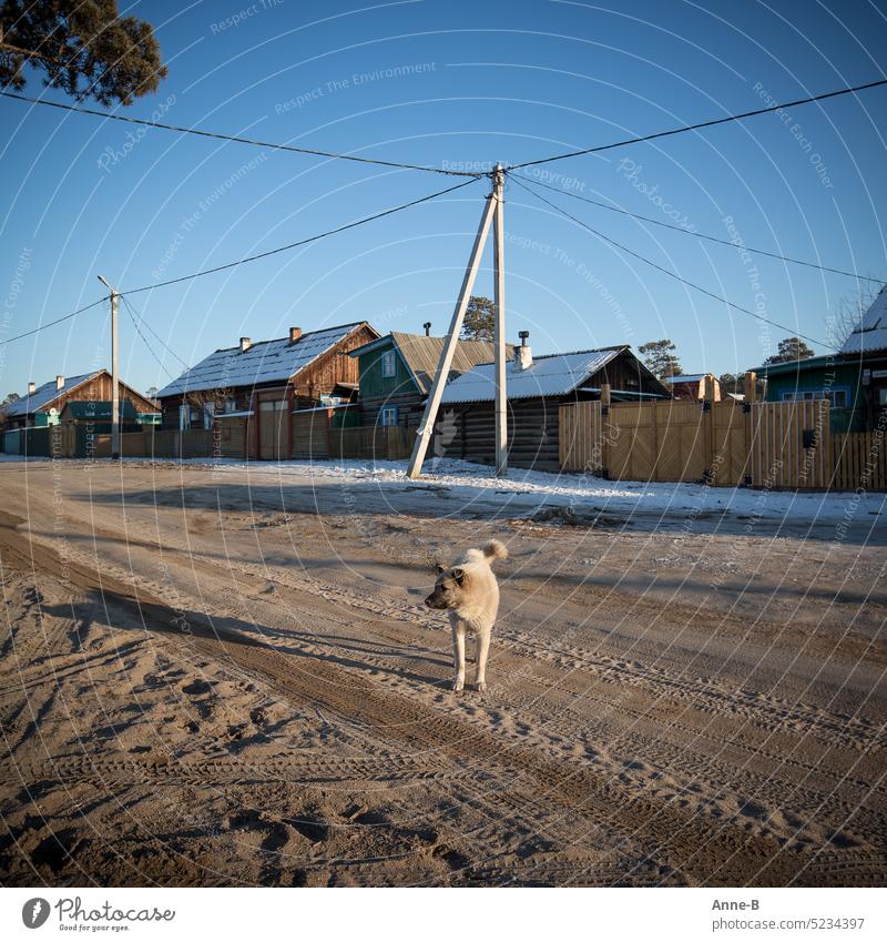Street dog in crisp cold February in Siberian village , wooden houses in background dogs life as a dog icy cold out Village Village road Khuzhir