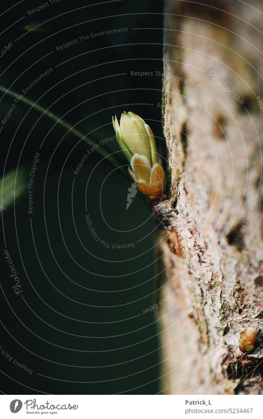 Eine Nahaufnahme, einer Knospe an einem Ast. Blatt wachstum Frühling Rinde Macro grün dunkel kontrast Natur wachsen Leben blühen Baum pflanze