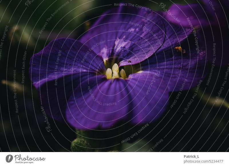 Detailaufnahme einer Blüte Nahaufnahme lila violett dunkel gelb Struktur Strukturen & Formen wachstum blühen Pflanze Natur nahaufnahme pflanze Garten Leben