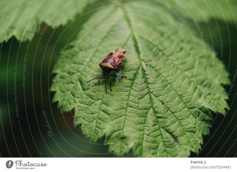 Käfer auf einem Blatt grün braun insekt Nahaufnahme Blattadern Natur Detail Leben Blätter natur spitzen panzer Chitin