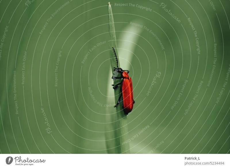roter Käfer an einem Halm Macro festhalten grün schwarz bokeh unschärfe aufwärts hoch klettern halm Pflanze Nahaufnahme Detail Natur detail wachsen
