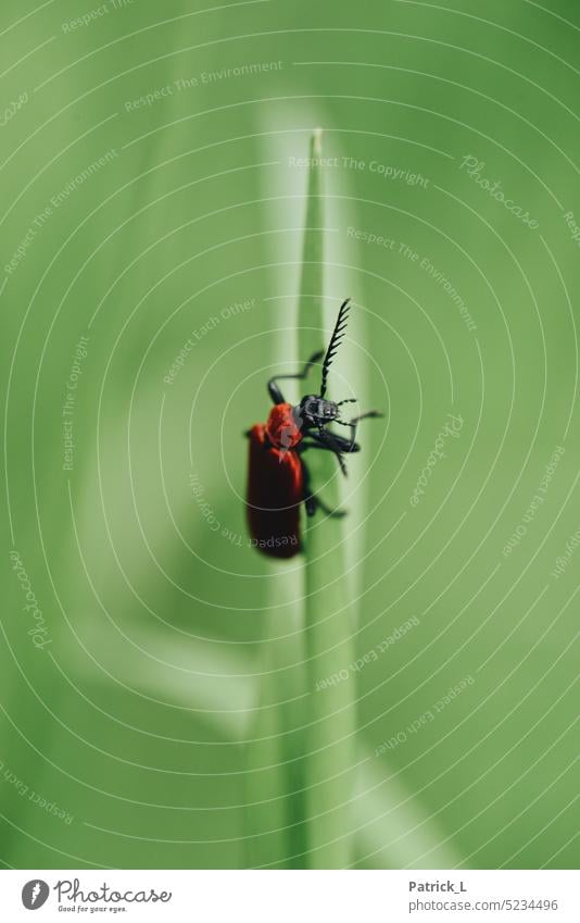 roter Käfer an einem Halm Macro festhalten grün schwarz bokeh unschärfe aufwärts hoch klettern halm Pflanze Nahaufnahme Detail Natur detail wachsen kopf fühler