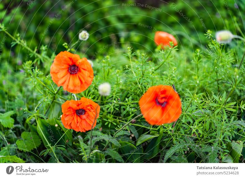 Wildflower poppies blooming with red flowers in the fields in spring poppy Papaver Close Up flowering Blossom petal Papaveraceae family Papaver rhoeas