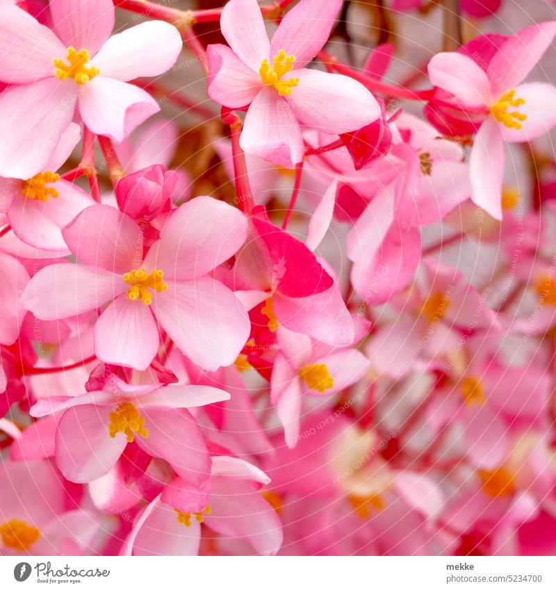 pink spring blossoms Blossom Blossoming Spring Delicate Flower Close-up Garden pretty Nature Plant Spring fever Detail Pink Red Many Small tight Happiness
