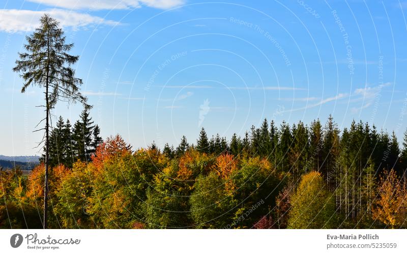 single,high spruce in front of autumn colorful mixed forest and clear blue sky in Altmuehltal nature park, bavarian landscape in autumn Leaf Spruce Bavarian
