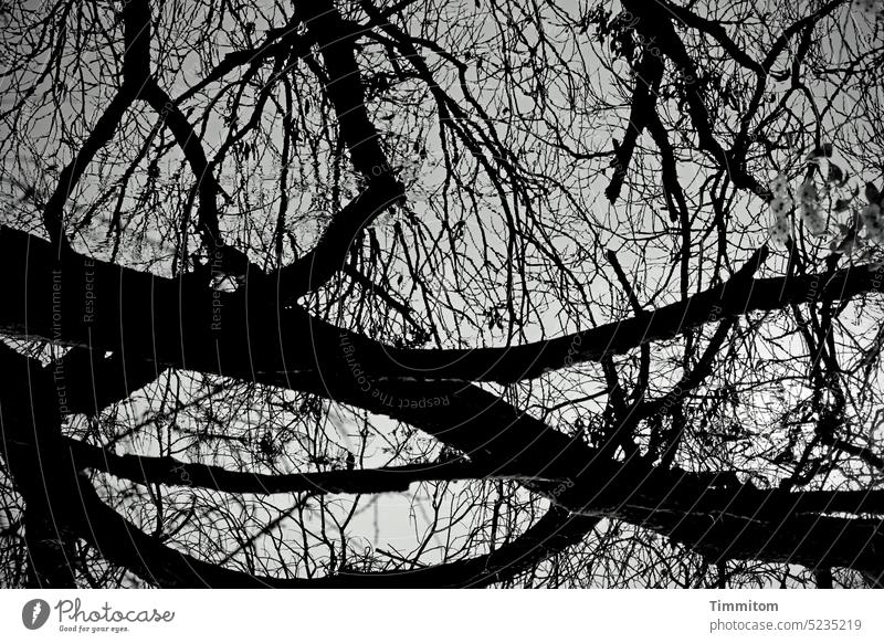 Sometimes the details hinder the view Tree twigs and branches Autumn Winter Bleak Black & white photo Nature Water River Neckar Deserted