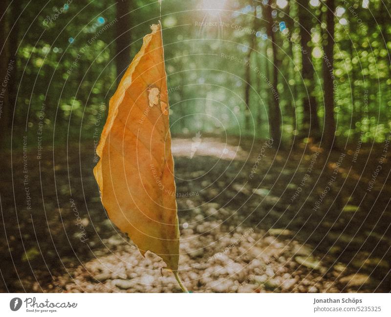 Leaf leaf hanging from spider path in air in forest Hover Hang Leaflet spider web Forest forest path Back-light sunbeam Close-up foliage off Hiking hike