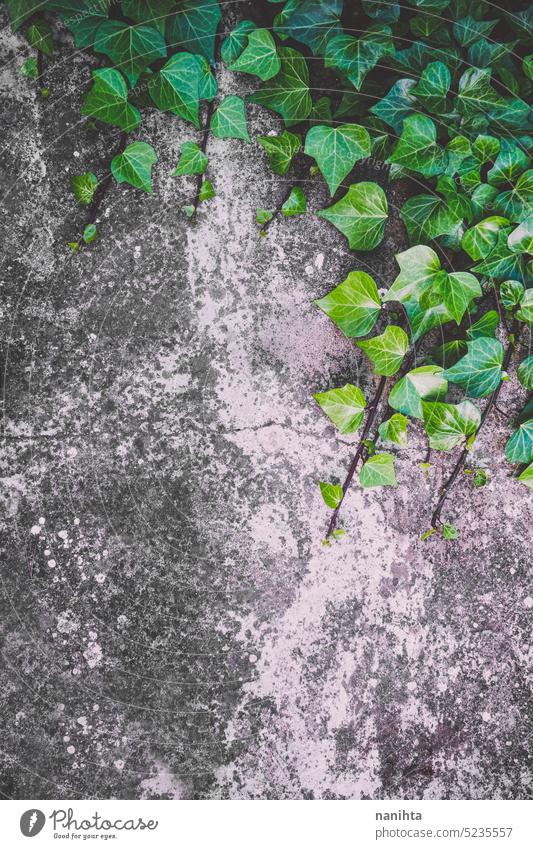 Green ivy covering a wall with copy space plant background nature organic leaf leaves vines decoration garden gardening texture abstract house branches green