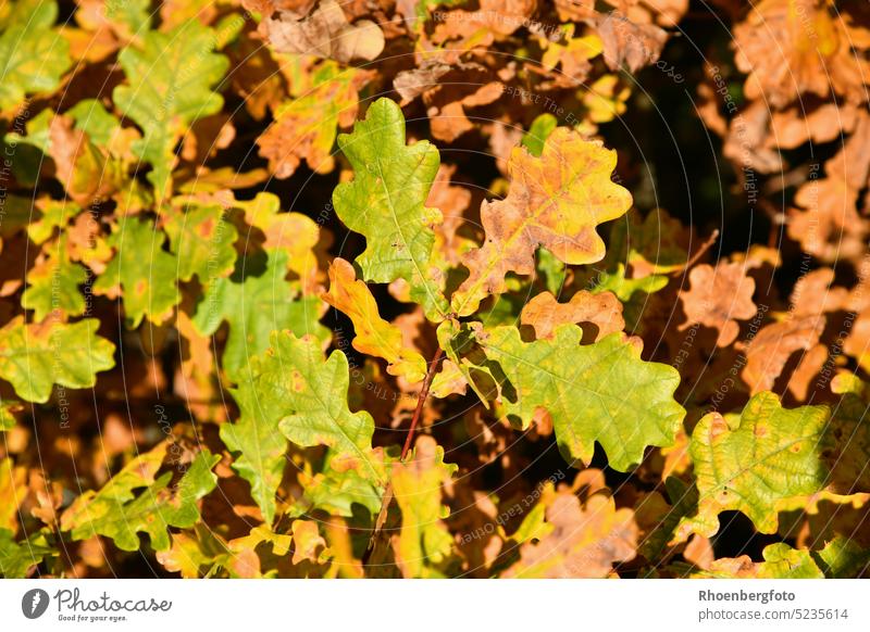 Colorful colored foliage of an old oak tree Oak tree Acorn Tree Deciduous tree Autumn October Landscape Forest trees Nature Yellow Green Leaf Autumnal Plant