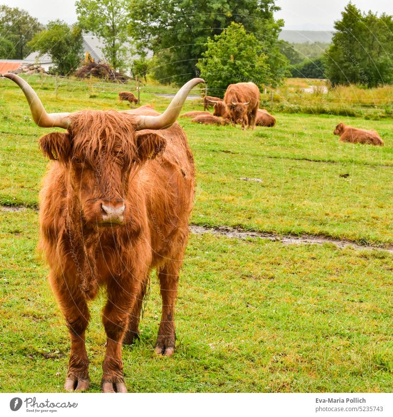 a hairy scottish highland cattle in front of a whole herd of scottish highland cattle on a pasture in sweden Scotland Steak highland beef Agriculture
