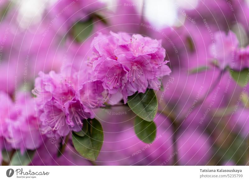 Focus in the foreground on the lushly blooming rhododendron branch 'PJ Mezitt' with purple-pink flowers P.J. Mezitt P J Mezitt Dauricum rhododendron