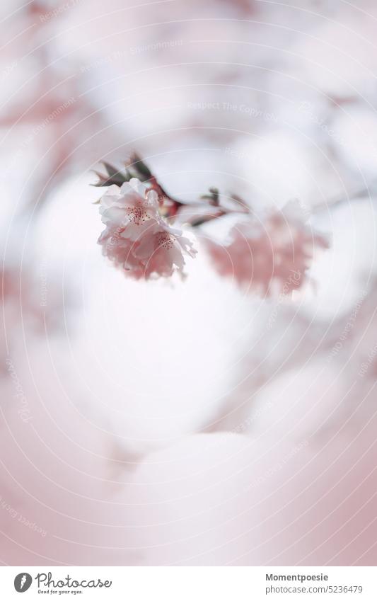 cherry blossoms Cherry blossom Twig blurriness Detail Holiday season Spring seasonal Smooth Blossom Nature Pink Blossoming Plant Branch pretty Delicate White