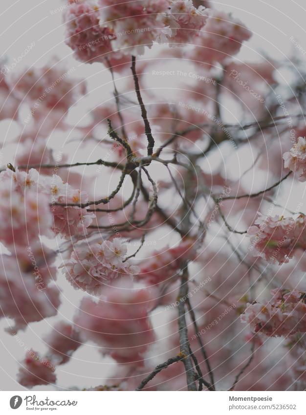 cherry blossoms Cherry blossom Cherry tree Pink pastel pink beautifully pretty Delicate Fragrance fragrant Perfume Spring fever spring awakening background