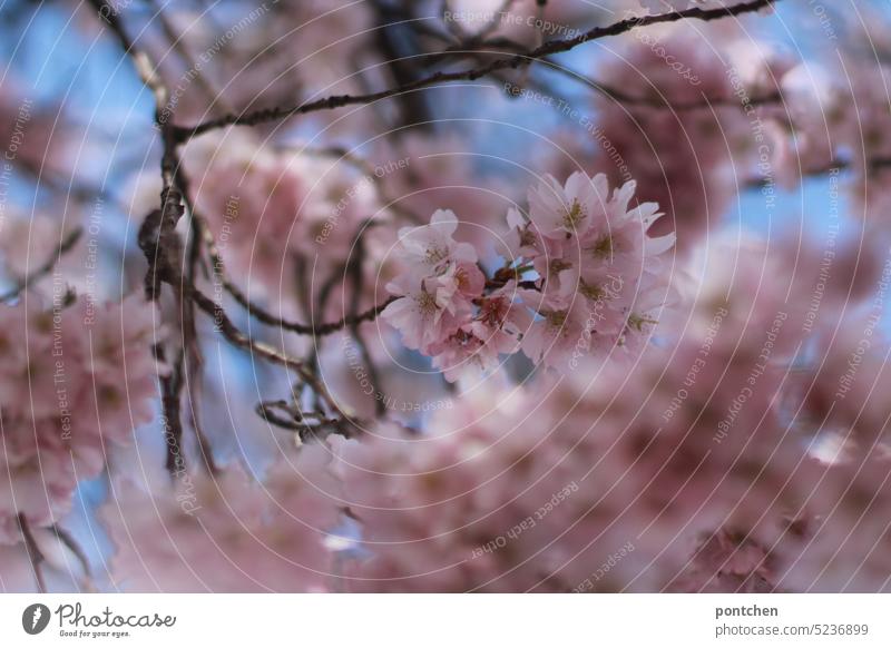 spring is here. blossoming cherry tree. pink blossoms against a blue sky Spring Pink Cherry blossom Nature Plant Tree Blossoming pretty