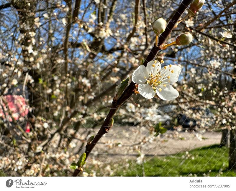 Flowering shrub No. 2 blossoms Spring cherry plum Sun twigs Blossom White bud Parking lot Blue sky insects bees Pollen Pollen Search Honey