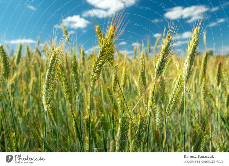 Close-up of green triticale ears and blue sky field cereal hybrid agriculture plant growing grain closeup growth rye background industry wheat farm fresh seed