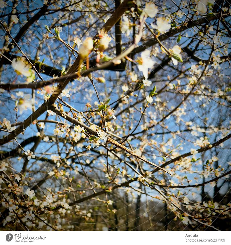 Flowering shrub No. 3 blossoms Spring cherry plum Sun twigs Blossom White bud Blue sky Sunlight sunshine insects Pollen Search bees Honey