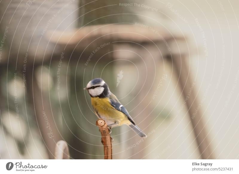 Blue tit waiting in front of blurred background Tit mouse Bird Nature Exterior shot Animal Colour photo Animal portrait Deserted Wild animal Small Beak Feather