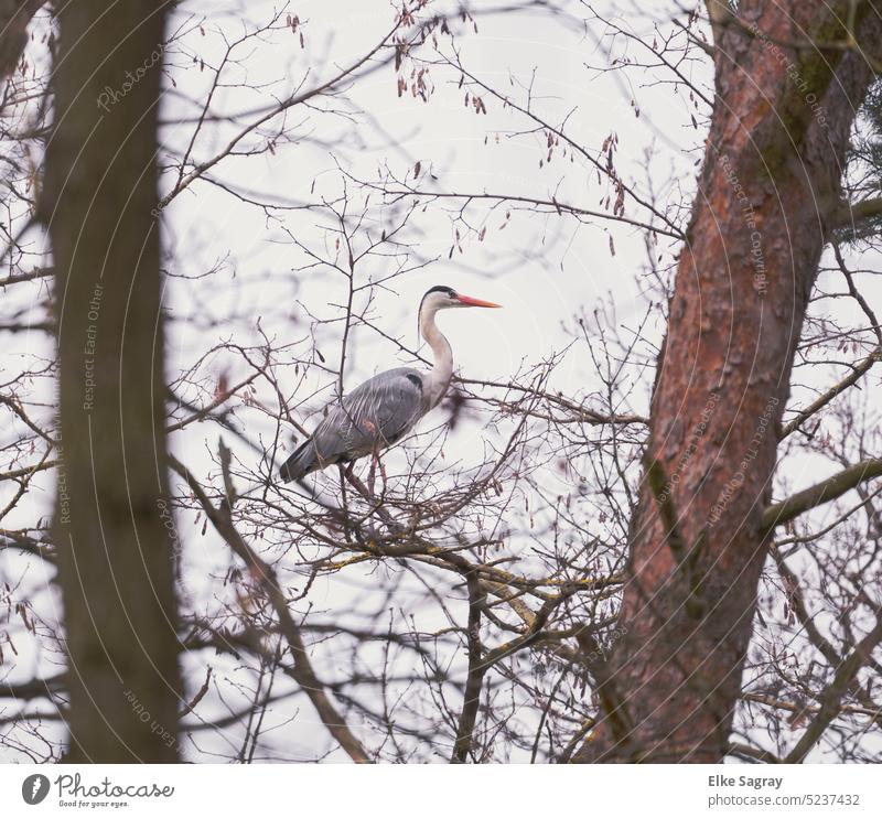 Heron - Grey heron high up in tree herons Nature Exterior shot Wild animal Animal portrait Colour photo Deserted Environment Day Full-length Animalistic Feather