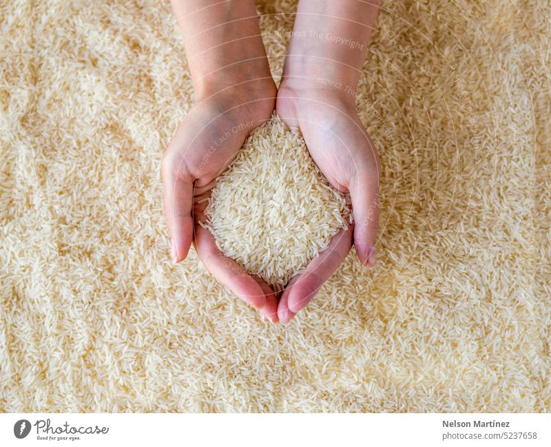 Hands of a woman holding grains of rice agriculture plant food hand closeup natural seed raw nature organic healthy harvest ingredient background crop white