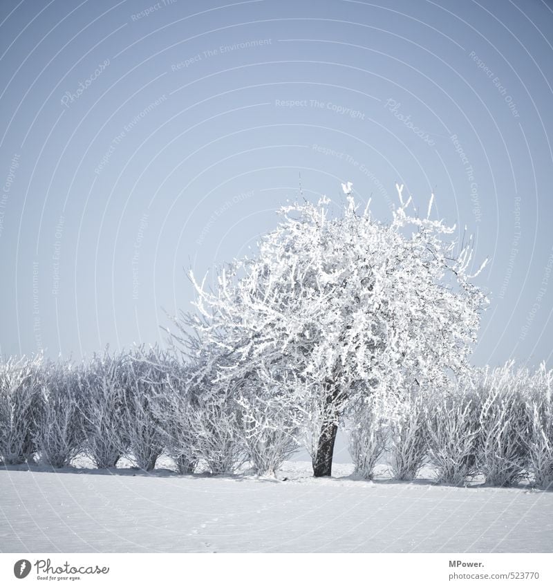 crystallize Environment Nature Landscape Water Climate Beautiful weather Ice Frost Snow Blossoming Bright Cool (slang) Snowscape Tree Bushes Frozen Cold
