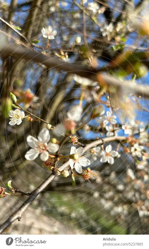 Flowering shrub No. 1 blossoms Spring cherry plum Sun twigs Blossom White blurriness bees insects Pollen Pollen Search Honey Sunlight sunshine