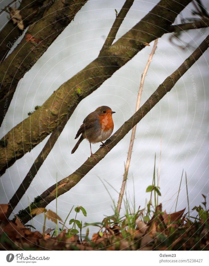 Robin on a branch in city park Robin redbreast Animal Bird Exterior shot Deserted Nature Environment Park Colour photo Spring Small Cute Feather Love of animals
