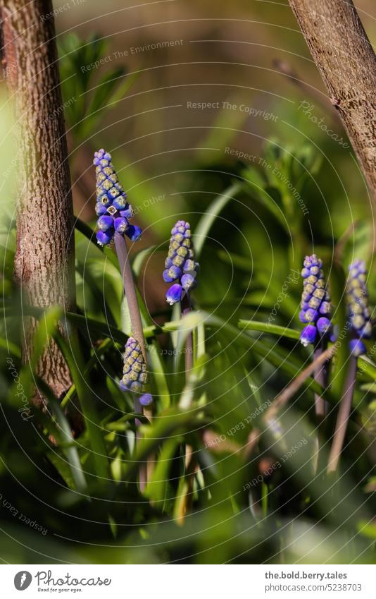 Grape hyacinths between the trunks of bushes flowers Spring purple Green Nature Flower Blossom Plant Garden Blossoming Colour photo Violet