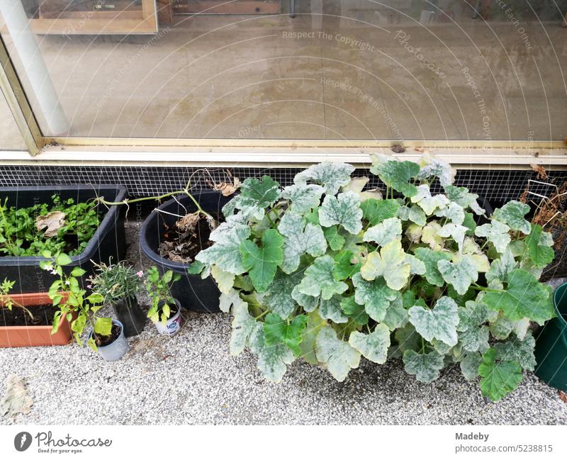 Green plants in front of the shop window of a closed old store and business in beige and natural colors in a former passage in the city center of Lage near Detmold in East Westphalia Lippe