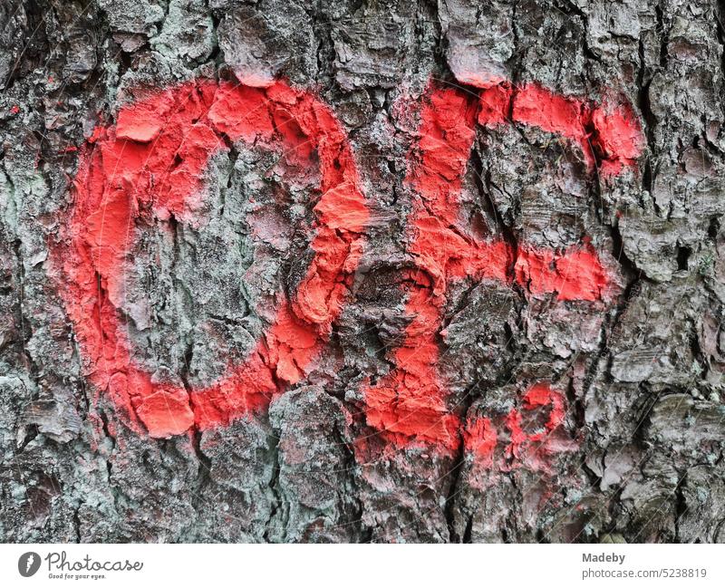 Dead letters OE for Oerlinghausen painted with red paint on the gray bark of an old tree in Oerlinghausen near Bielefeld on the Hermannsweg in the Teutoburg Forest in East Westphalia Lippe