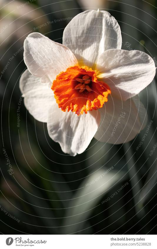 Daffodil in white-orange Spring White Orange Green Flower Blossom Plant Blossoming Colour photo Day
