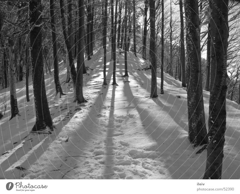 Winter sun in the forest Tree Black & white photo Snow long shadows