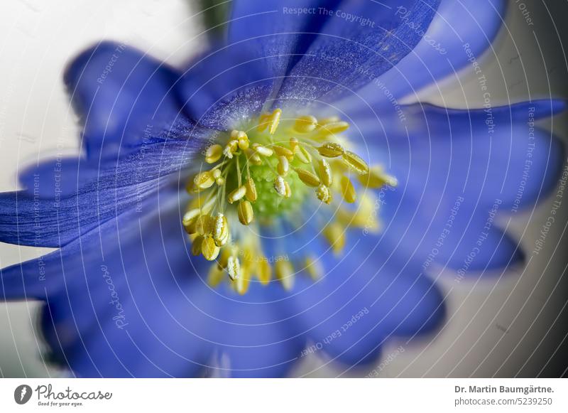 Anemone blanda, Balkan anemone, flower Blossom Blue shrub enduring Herbacious Geophyte Spring Flowering Crowfoot plants ranunculaceae venomously